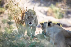 Auf Safari im Krüger Nationalpark - Begegnung mit Löwinnen