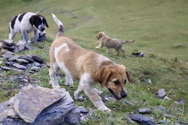 Backpacking in Georgien. Treffen mit Hundis