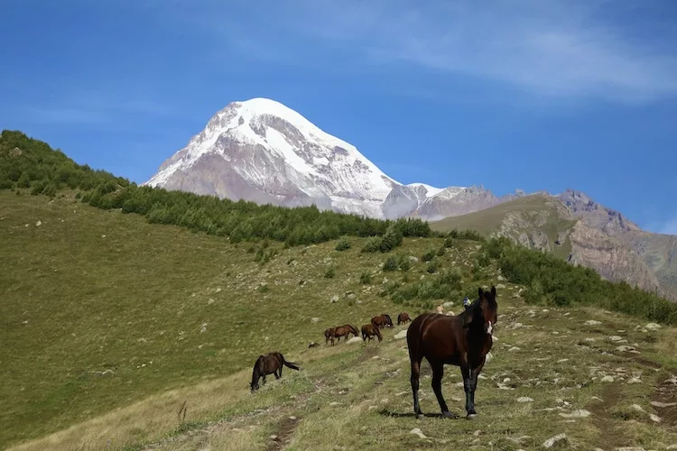 Georgien_Kazbek_Pferd